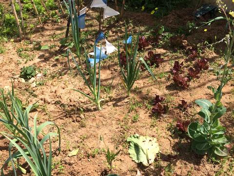 Hoje mondámos as ervas daninhas para que as plantas da nossa horta cresçam melhor. Colocámos umas bandeirinhas para evitar a invasão dos passarinhos.